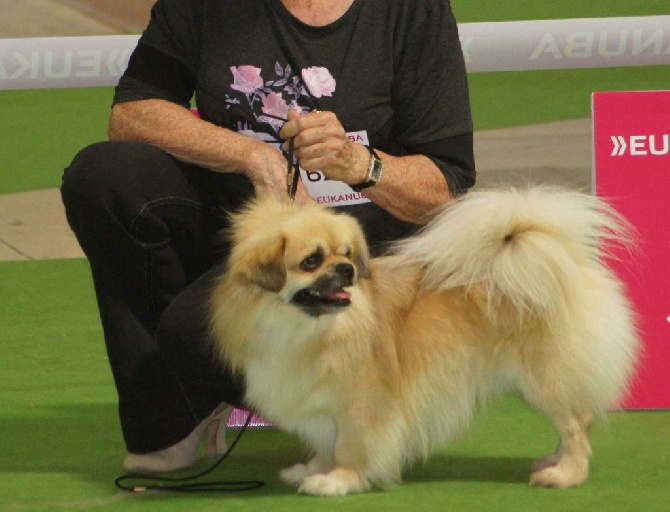 de Yangchen - FLOPPY DE YANGCHEN CHAMPIONNAT DE FRANCE 2015: CACIB