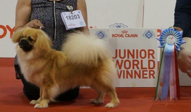 de Yangchen - TOYWAY IPOH DE YANGCHEN CHAMPION DU MONDE JEUNE(JWW-2015)