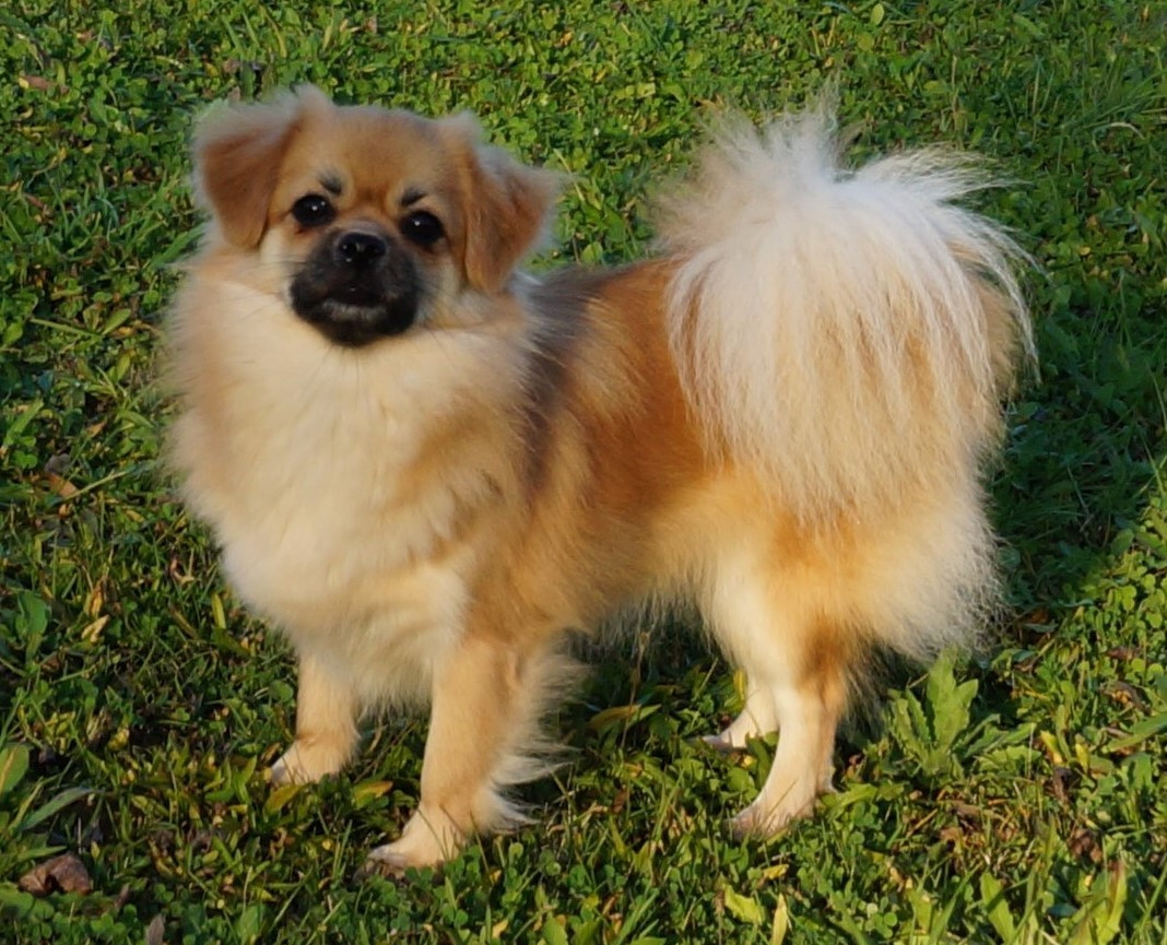 CH. UI TANGO  de Yangchen