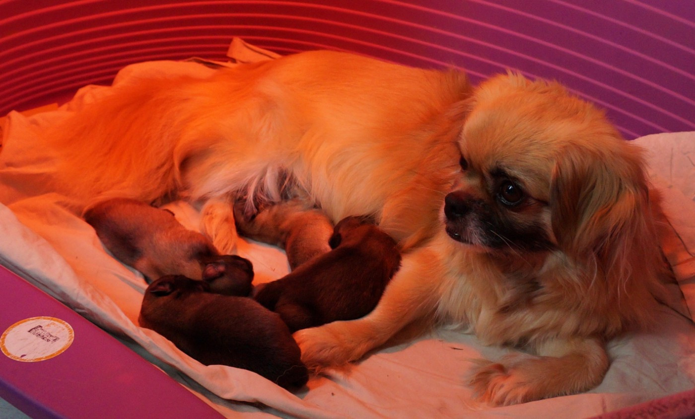 Chiot Epagneul tibetain de Yangchen