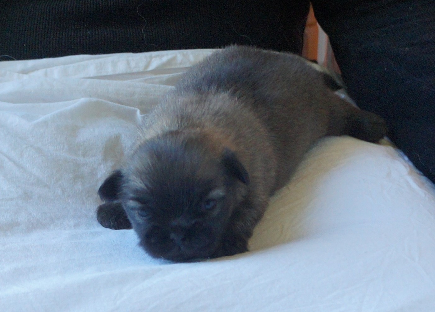 de Yangchen - Chiots disponibles - Epagneul tibetain