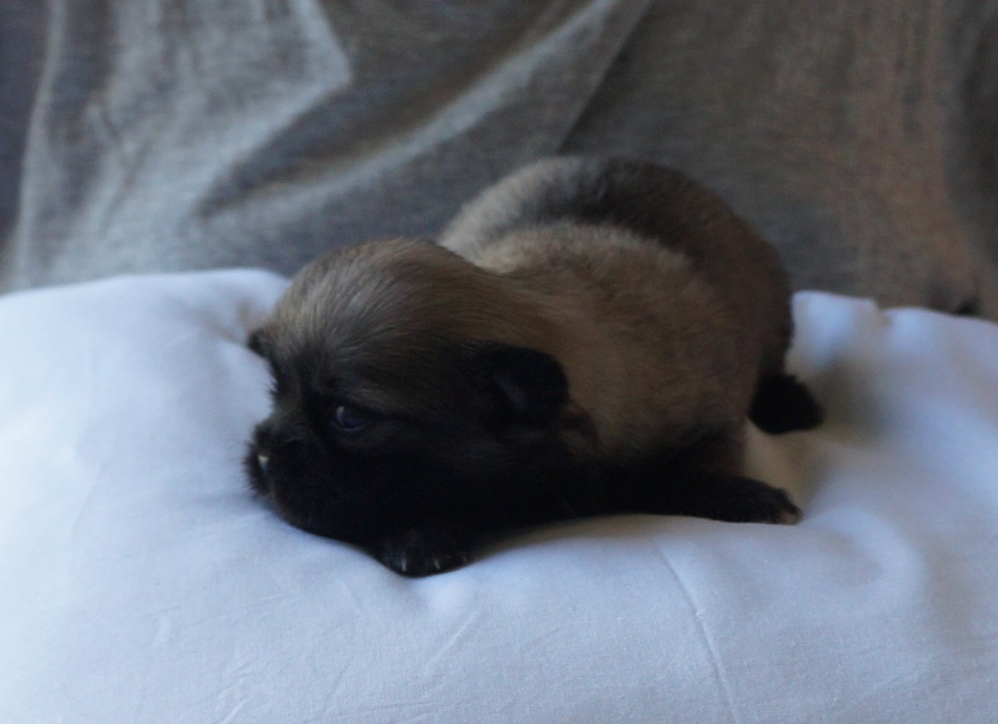 de Yangchen - Chiots disponibles - Epagneul tibetain