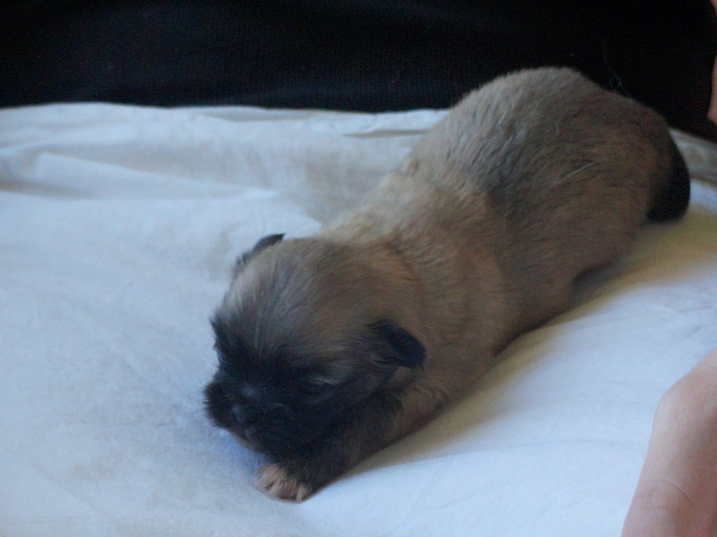 de Yangchen - Chiots disponibles - Epagneul tibetain
