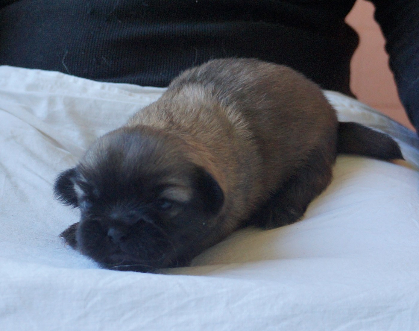 de Yangchen - Chiots disponibles - Epagneul tibetain