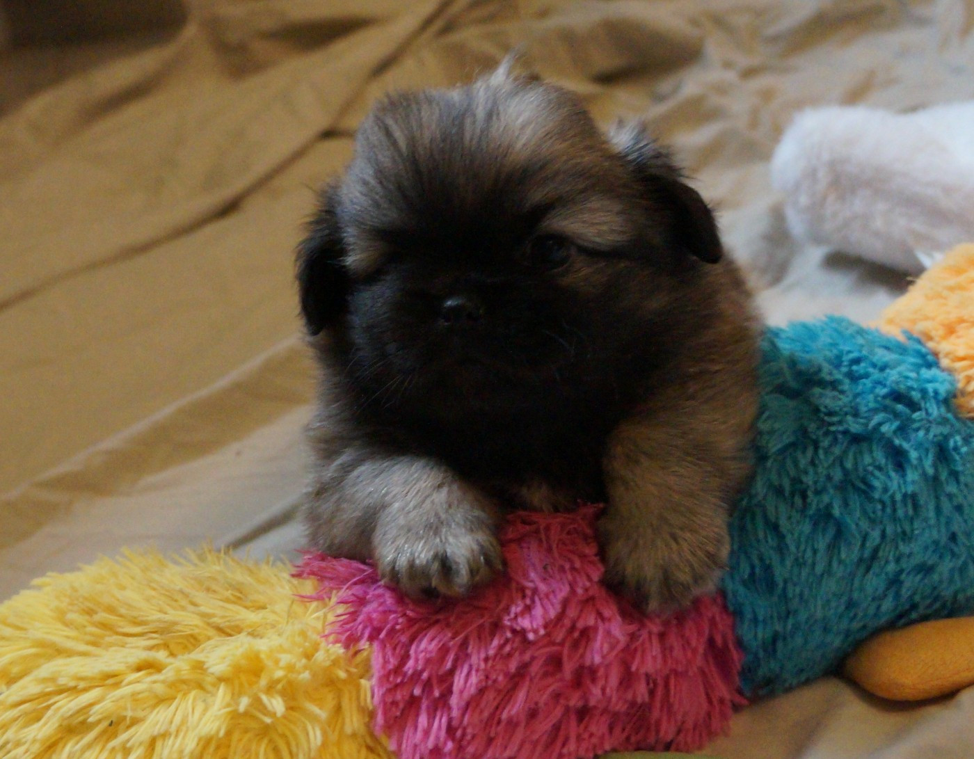 de Yangchen - Chiots disponibles - Epagneul tibetain