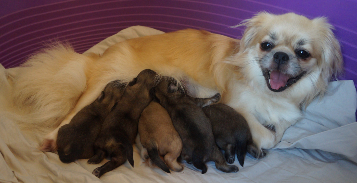 Chiot Epagneul tibetain de Yangchen