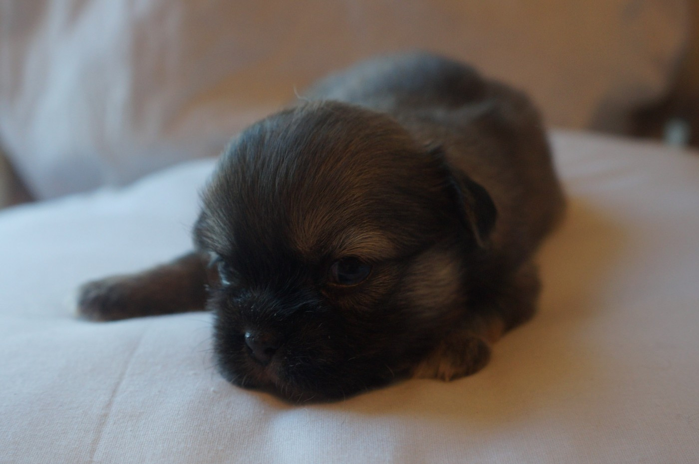 de Yangchen - Chiots disponibles - Epagneul tibetain