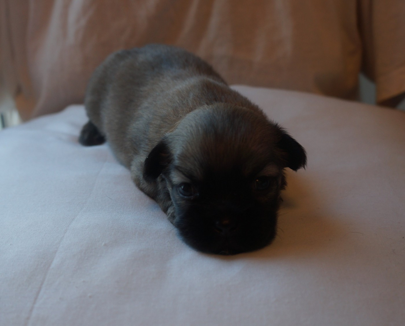 de Yangchen - Chiots disponibles - Epagneul tibetain