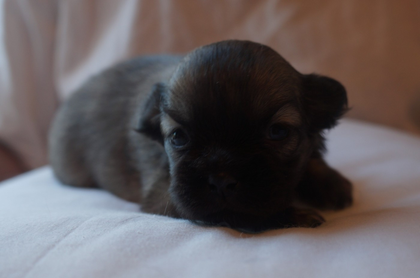 de Yangchen - Chiots disponibles - Epagneul tibetain