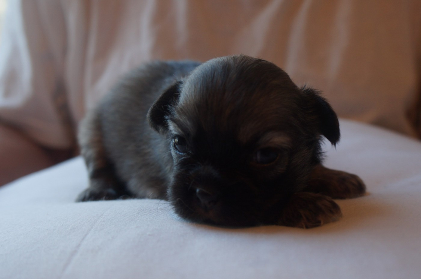 de Yangchen - Chiots disponibles - Epagneul tibetain