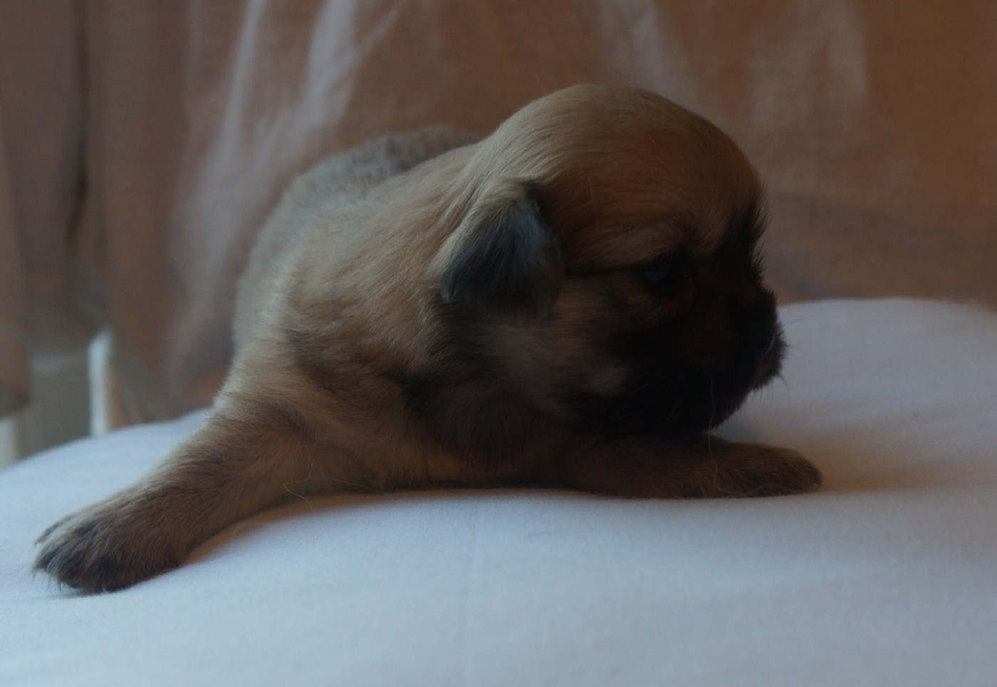 de Yangchen - Chiots disponibles - Epagneul tibetain