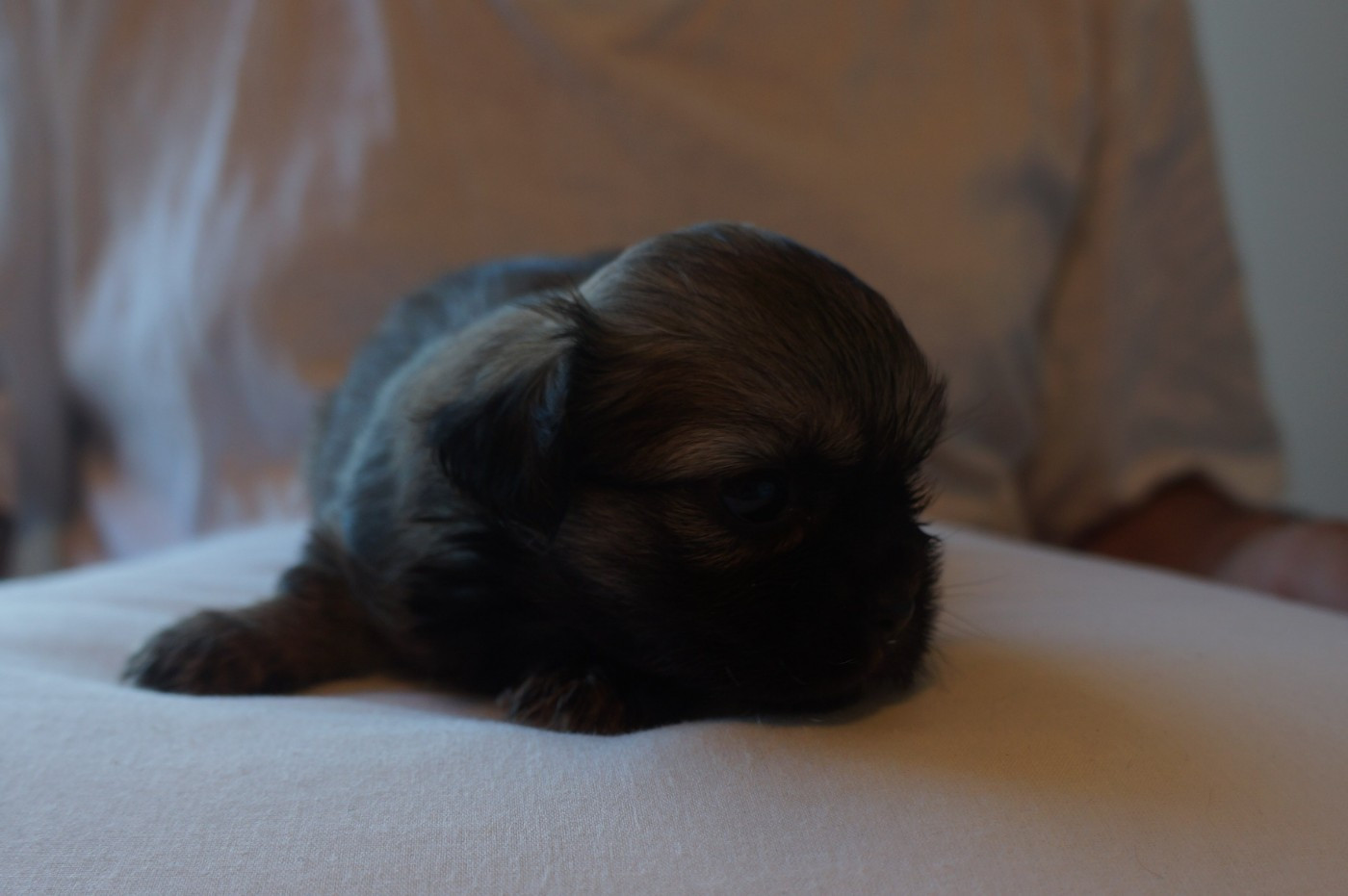 de Yangchen - Chiots disponibles - Epagneul tibetain