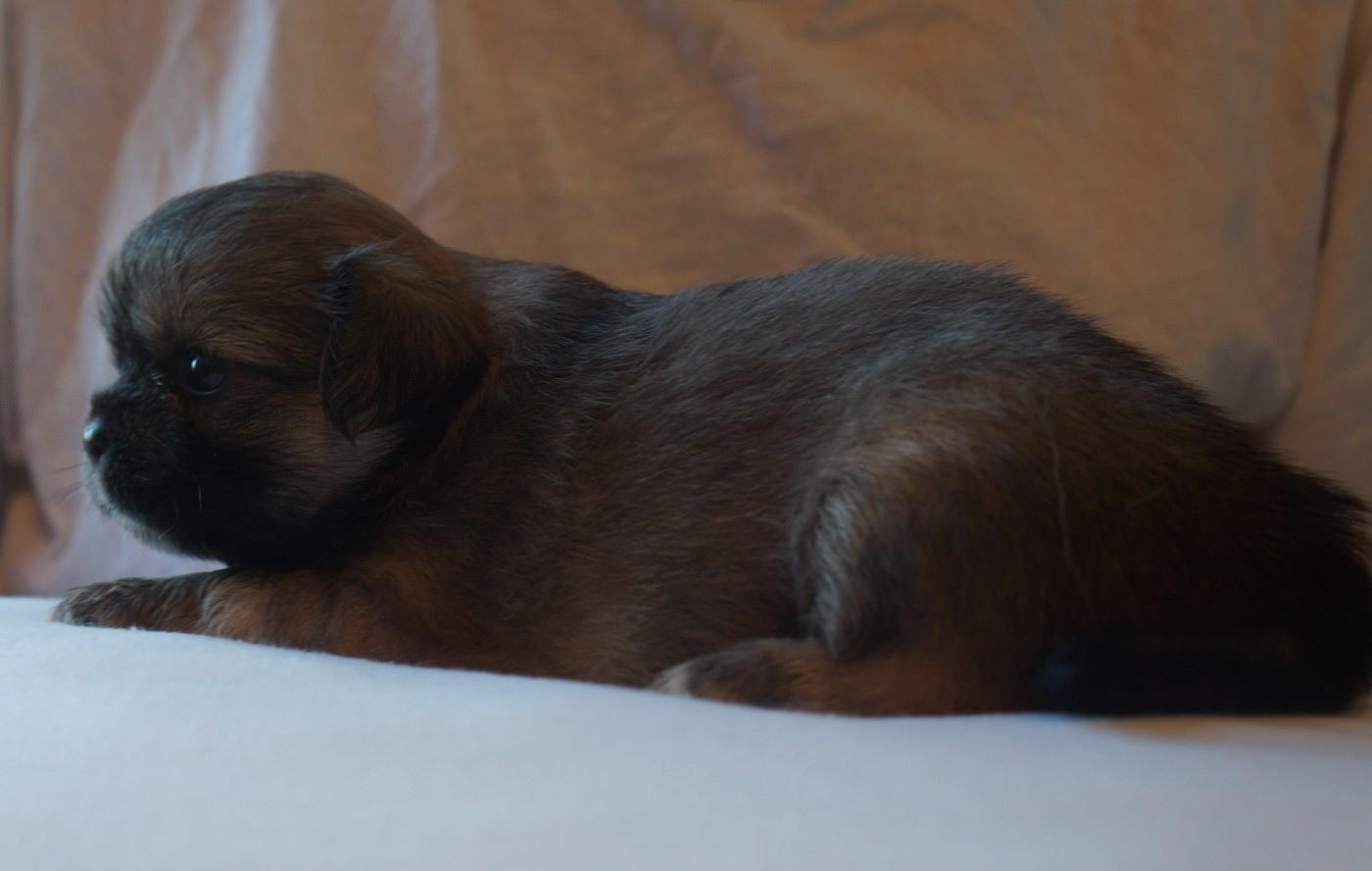 de Yangchen - Chiots disponibles - Epagneul tibetain