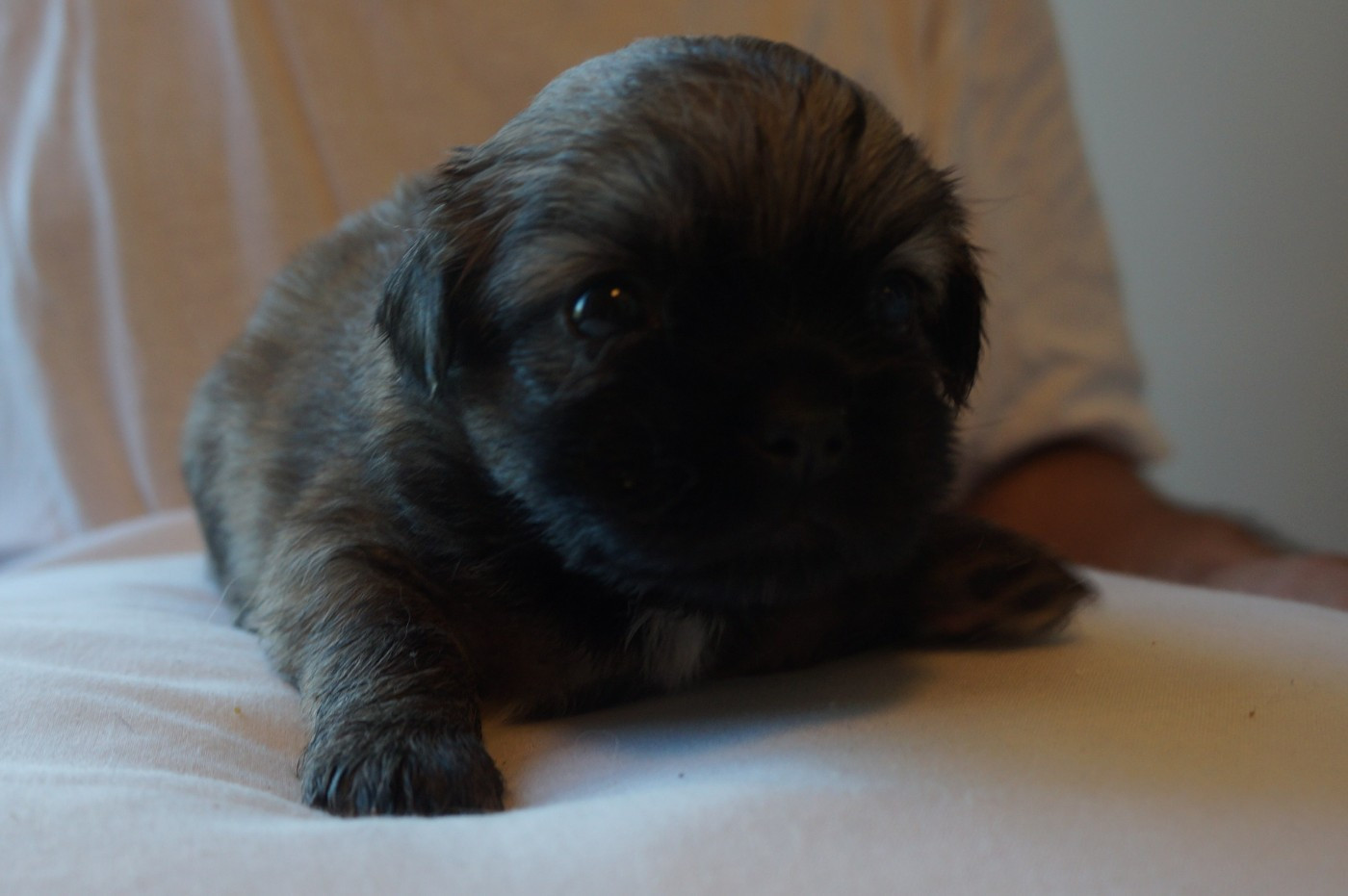 de Yangchen - Chiots disponibles - Epagneul tibetain