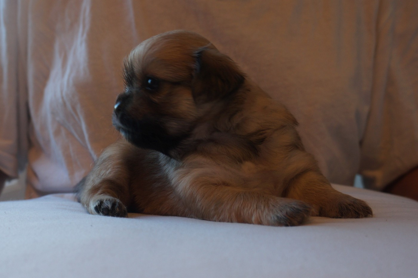 de Yangchen - Chiots disponibles - Epagneul tibetain