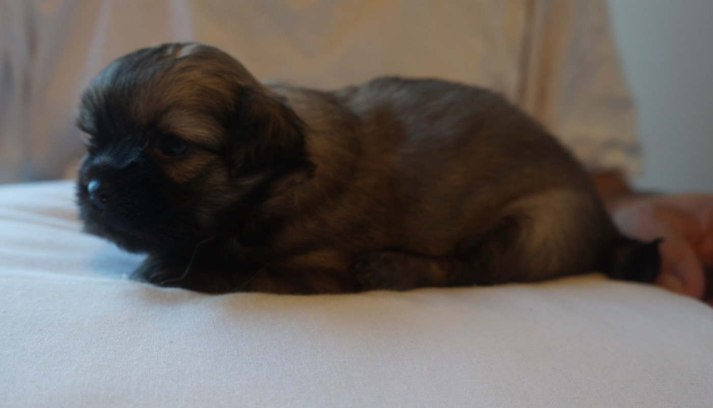 de Yangchen - Chiots disponibles - Epagneul tibetain