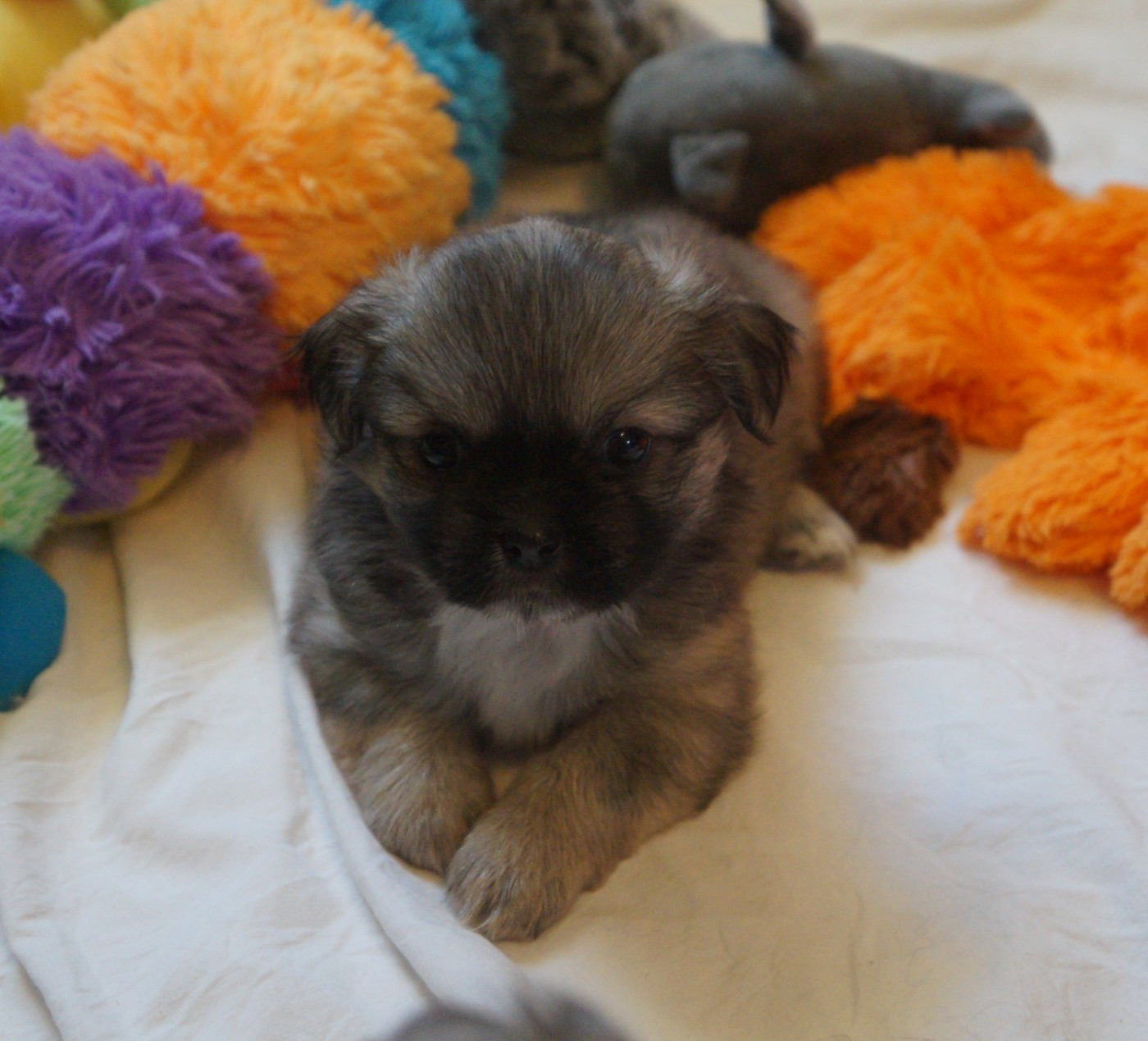 de Yangchen - Chiots disponibles - Epagneul tibetain