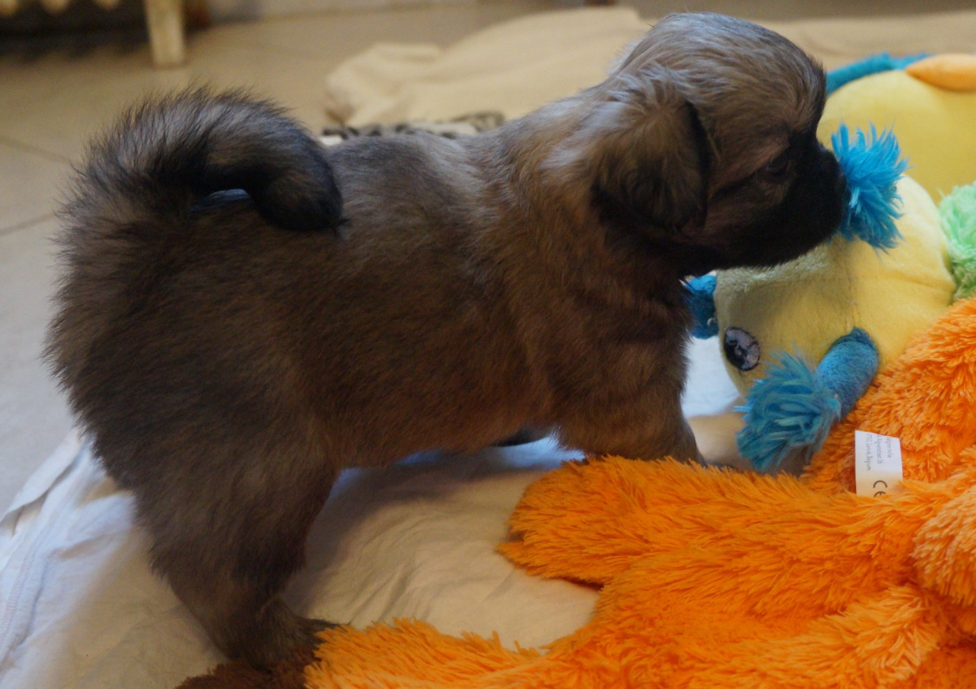 de Yangchen - Chiots disponibles - Epagneul tibetain