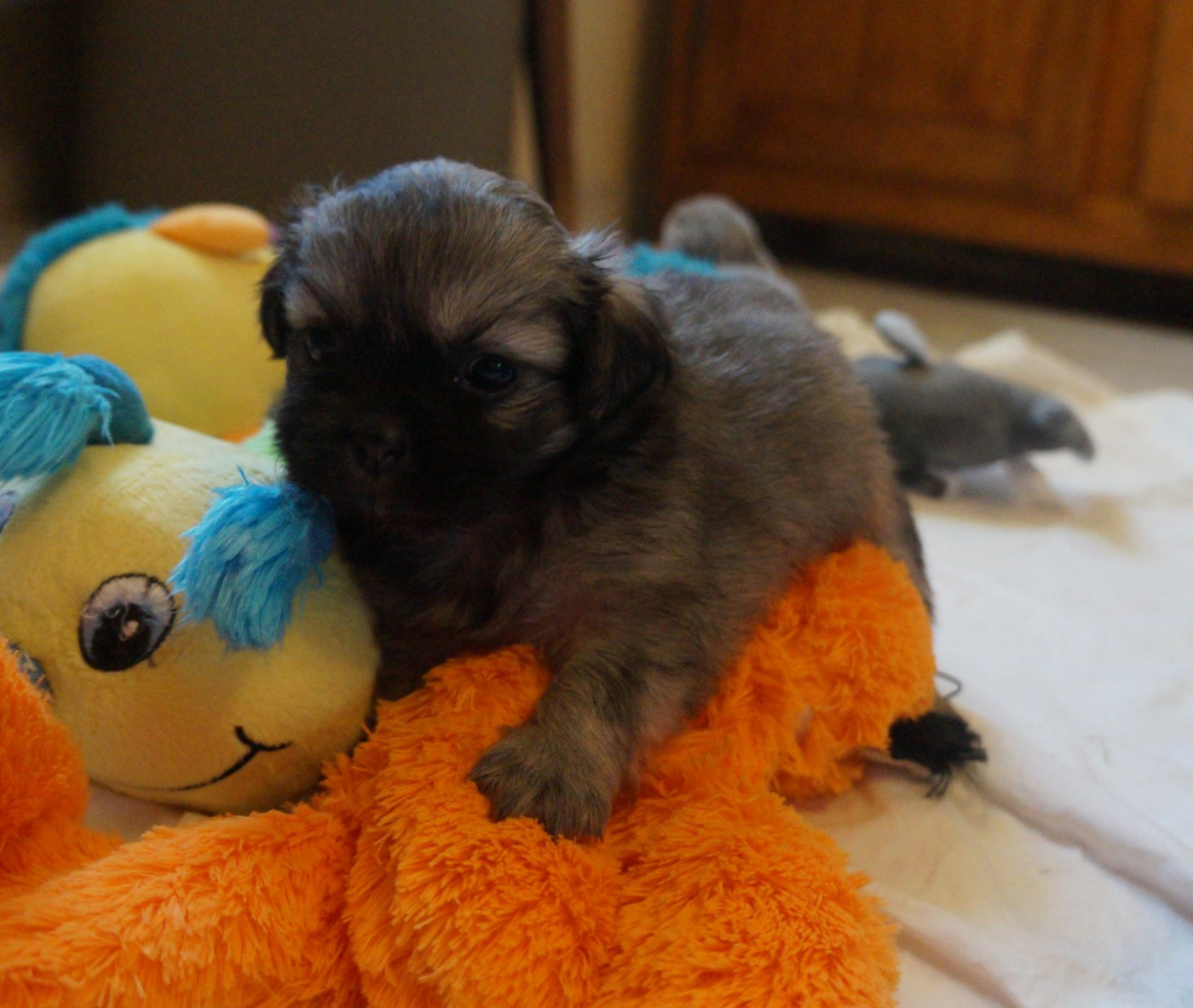 de Yangchen - Chiots disponibles - Epagneul tibetain
