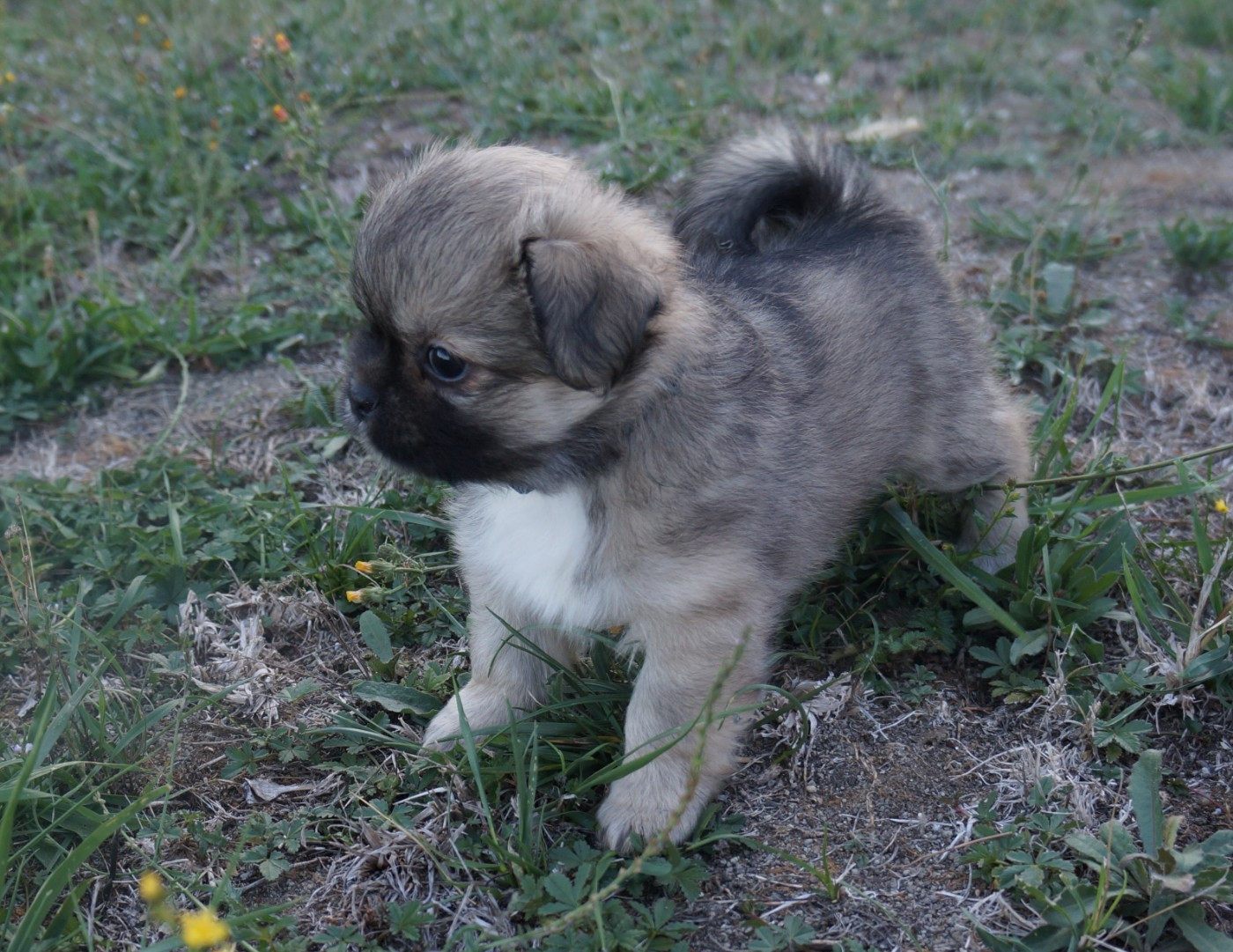 de Yangchen - Chiots disponibles - Epagneul tibetain