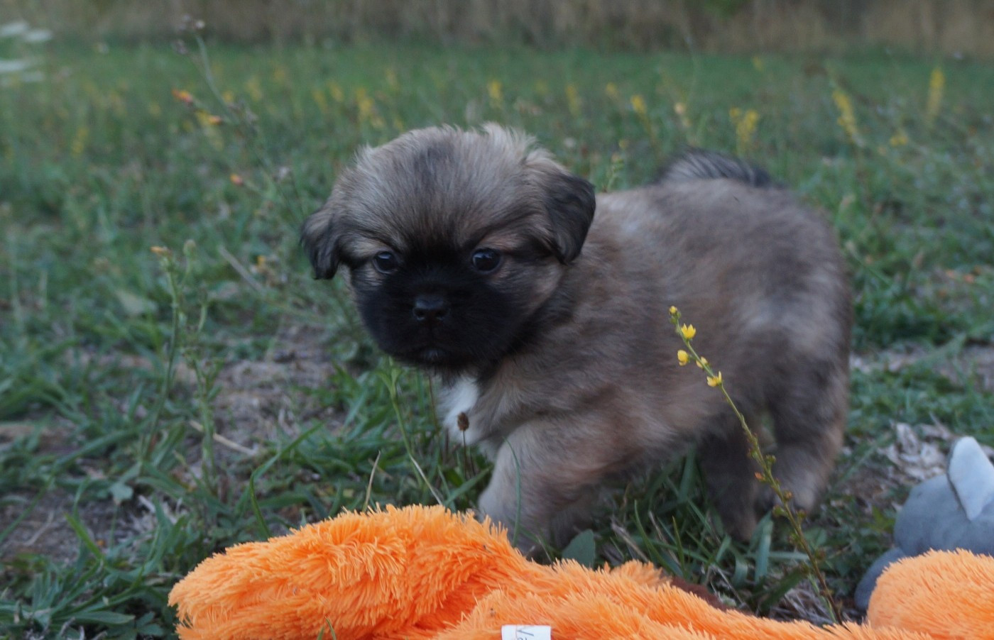 de Yangchen - Chiots disponibles - Epagneul tibetain