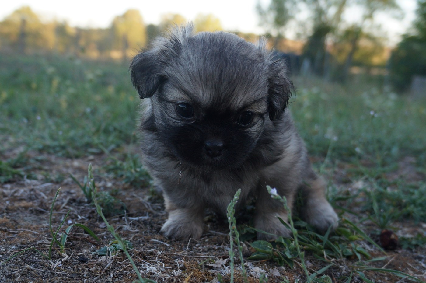 de Yangchen - Chiots disponibles - Epagneul tibetain
