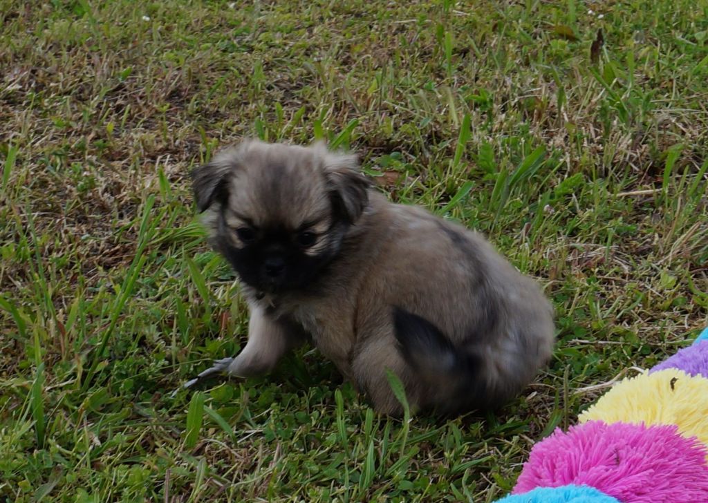 de Yangchen - Chiots disponibles - Epagneul tibetain
